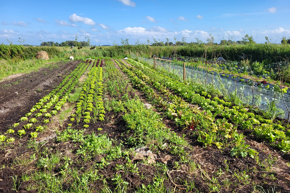 Table to Farm-Dinner am 07.08.2026